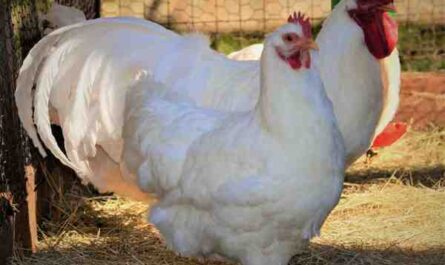 Élevage de poulets Lamona : plan de démarrage d'entreprise pour les débutants