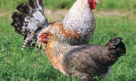 Élevage de poulets Legbar: Plan de démarrage d'entreprise pour les débutants