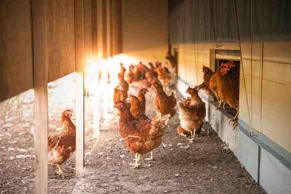 Élevage de volailles pour débutants : Guide pour démarrer une ferme avicole