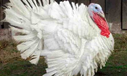 Élevage Midget White Turkey: Plan de démarrage d'entreprise pour les débutants