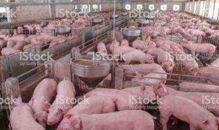 Élevage porcin au Nigeria : informations complètes et guide pour les débutants
