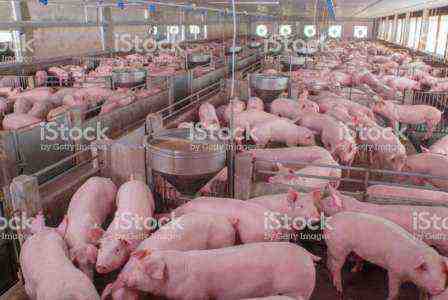 Élevage porcin au Nigeria : informations complètes et guide pour les débutants
