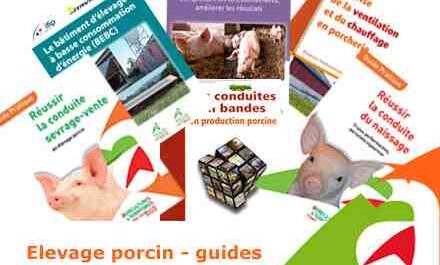 Élevage porcin : Guide d'affaires commerciales pour les débutants