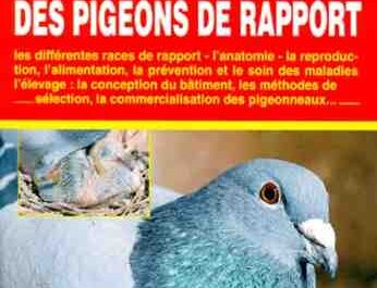 Élever des pigeons : Guide d'affaires complet pour les débutants