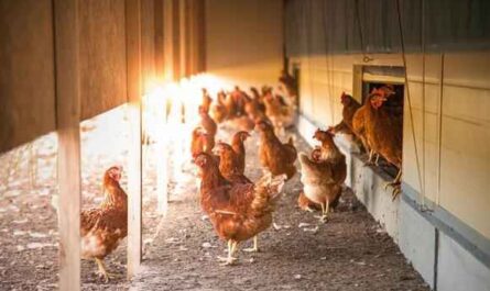 Élever des poules pondeuses et des poulettes : Guide complet des affaires