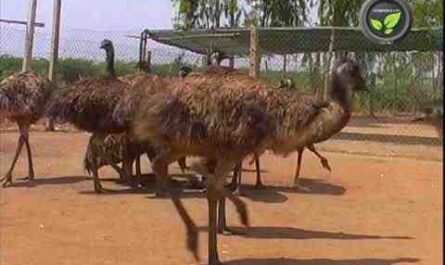 Emu Farming in India: Comment démarrer et guide commercial complet pour les débutants