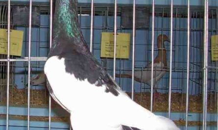 Pigeon Pie Anglais: Caractéristiques, utilisations et informations sur la race