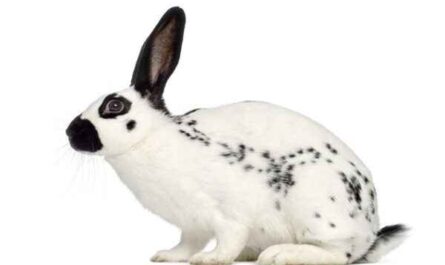 English Spot Rabbit: Caractéristiques, utilisations et informations complètes sur la race