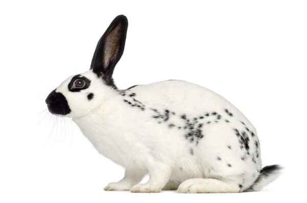 English Spot Rabbit: Caractéristiques, utilisations et informations complètes sur la race