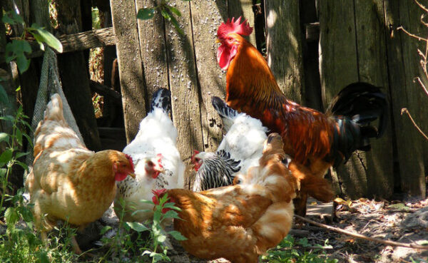 Entraîner les poules à pondre : comment dresser vos poules à la ponte
