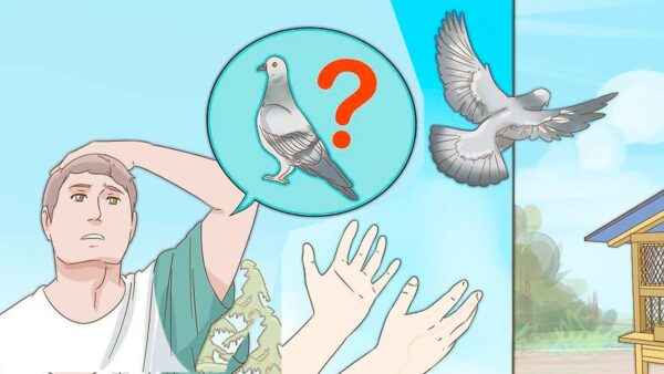 Entraîner un pigeon voyageur : comment dresser un pigeon voyageur