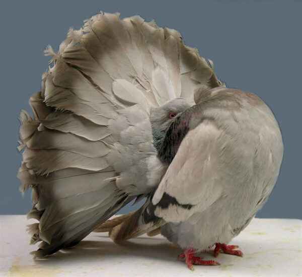 Fantail Pigeon: Caractéristiques, Origine, Utilisations & Informations sur la race