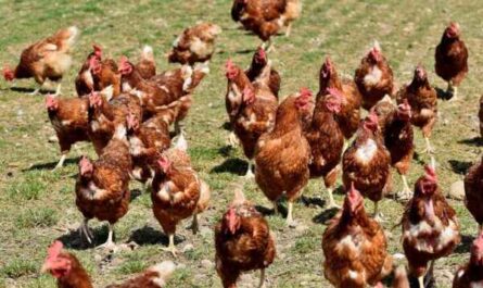 FAQ sur l'aviculture : Foire aux questions et réponses