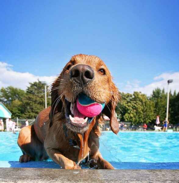 Garder les animaux hors du poulailler : guide complet pour les débutants