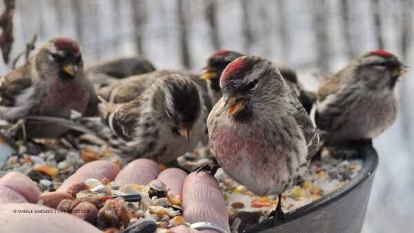 Garder les oiseaux sauvages hors du poulailler : meilleur guide pour les débutants