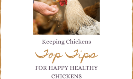 Garder les poulets au frais par temps chaud : comment garder les poulets au frais