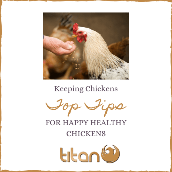 Garder les poulets au frais par temps chaud : comment garder les poulets au frais