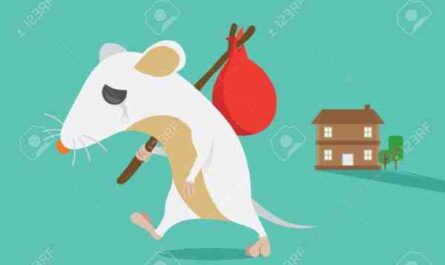 Garder les rats hors du poulailler : meilleur guide pour les débutants