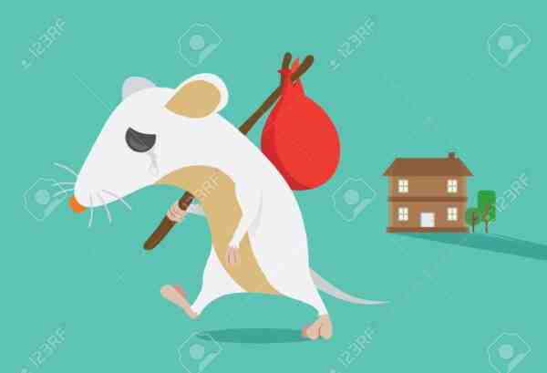 Garder les rats hors du poulailler : meilleur guide pour les débutants