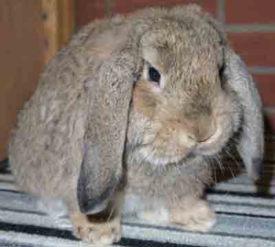 German Lop Rabbit: Caractéristiques, utilisations et informations complètes sur la race