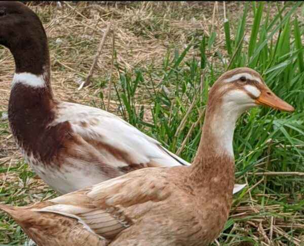 Golden Cascade Duck: Caractéristiques, utilisations et informations complètes sur la race