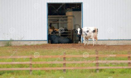 Granges laitières pour chèvres : comment faire des granges pour chèvres laitières pour les débutants