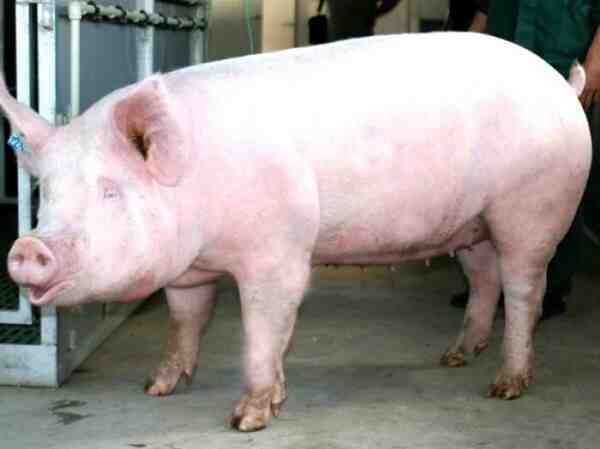 Gros cochon blanc : caractéristiques, origine et informations sur la race