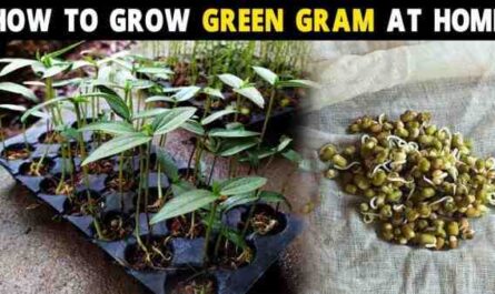Gramme vert en croissance: Moong Dal Farming pour les débutants
