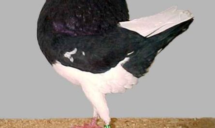 Holle Cropper Pigeon: Caractéristiques, utilisations et informations sur la race