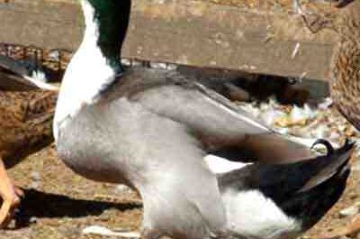 Élevage de canards Hook Bill: Plan de démarrage d'entreprise pour les débutants