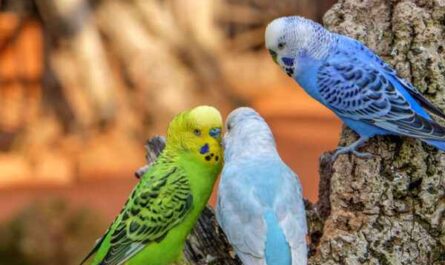 Importance des oiseaux domestiques : quels sont les rôles de la volaille