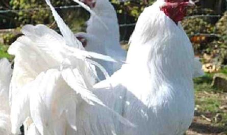 Élevage de poulets d'Ixworth : Plan de démarrage d'entreprise pour les débutants