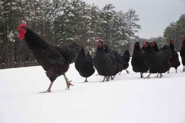 Jersey Giant Chicken: Caractéristiques, tempérament et informations sur la race complète