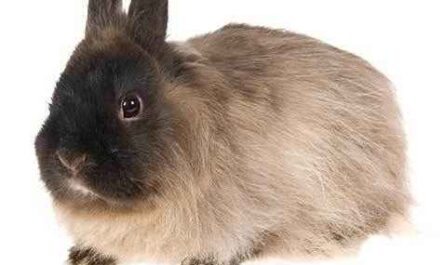 Jersey Wooly Rabbit: Caractéristiques, utilisations et informations complètes sur la race