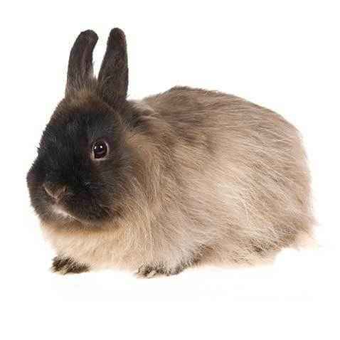 Jersey Wooly Rabbit: Caractéristiques, utilisations et informations complètes sur la race