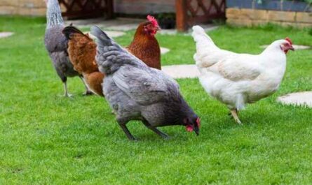 Les poules pondeuses ont-elles des caroncules : les caroncules sont le signe d'une bonne production d'œufs