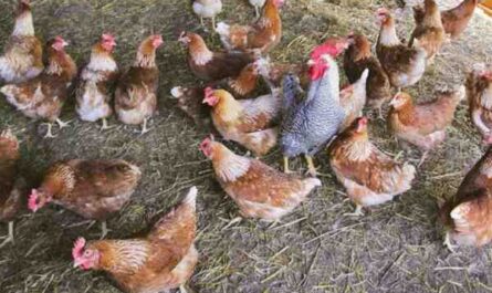 Les poules pondront-elles des œufs sans nichoir : guide complet pour les débutants