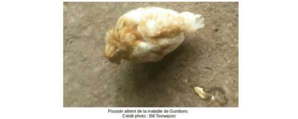 Maladie de Gumboro : comment contrôler les maladies et sauver la volaille