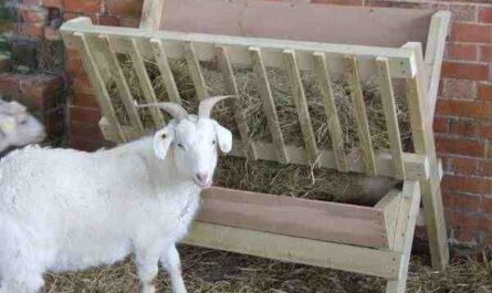 Mangeoires pour chèvres faites maison: Comment faire des mangeoires pour chèvres à la maison