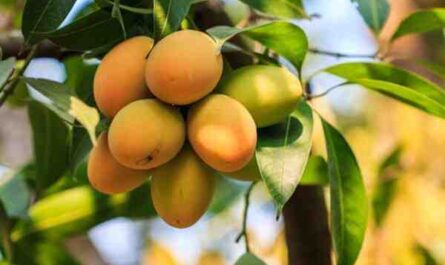 Culture de la mangue: Guide d'affaires rentable pour la production de mangues