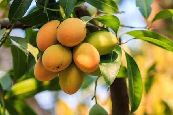 Culture de la mangue: Guide d’affaires rentable pour la production de mangues