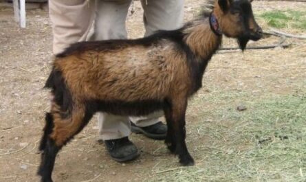 Mini chèvre Oberhasli: Caractéristiques, utilisations et informations complètes sur la race