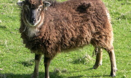 Mouton arménien semi-grossière : caractéristiques et informations sur la race