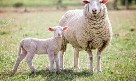 Mouton blanc du Suffolk : caractéristiques, utilisations et informations sur la race