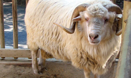 Mouton Churro de l'Algarve : Caractéristiques, utilisations et informations sur la race