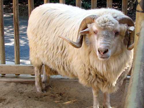 Mouton Churro de l'Algarve : Caractéristiques, utilisations et informations sur la race