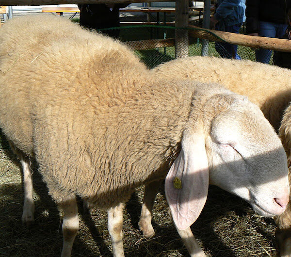 Mouton de Bergamasca : caractéristiques, utilisations et informations sur la race