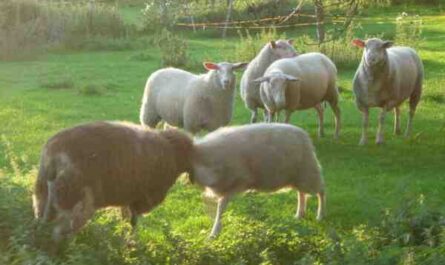 Mouton de Frise orientale : caractéristiques, utilisations et informations sur la race