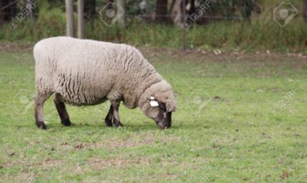 Mouton de Leicester anglais : caractéristiques, utilisations et informations sur la race