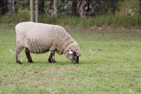 Mouton de Leicester anglais : caractéristiques, utilisations et informations sur la race